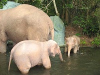 image of indian_elephant