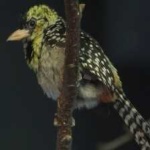 image of bird