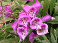 image of flower
