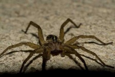 image of wolf_spider