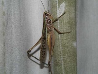 image of grasshopper