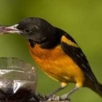 image of bird