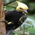 image of bird