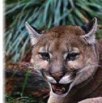 image of cougar_face