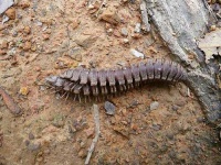image of centipede
