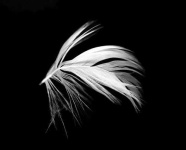 image of quill