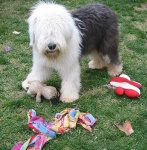 image of old_english_sheepdog #9