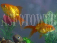 image of goldfish #19