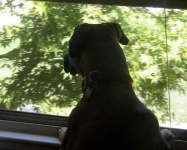 image of boxer