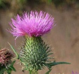 image of flower