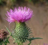 image of spear_thistle #17