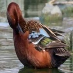 image of bird