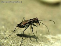 image of tiger_beetle #22