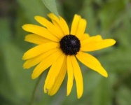 image of flower
