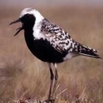 image of bird
