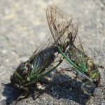 image of cicada
