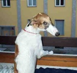 image of borzoi