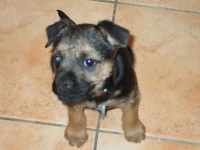 image of border_terrier