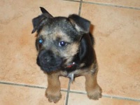 image of border_terrier #24