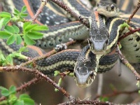 image of garter_snake #19