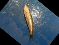 image of fish