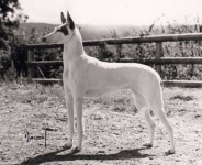 image of ibizan_hound