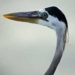 image of bird