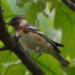 image of bird