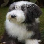 image of animal