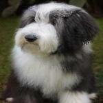 image of bearded_collie #8