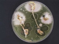 image of petri_dish