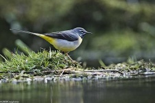 image of water_ouzel