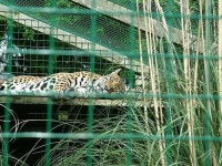 image of jaguar_car