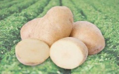 image of potato #7