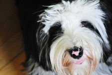 image of tibetan_terrier #34