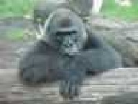 image of gorilla