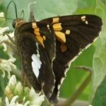 image of animal