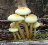 image of mushroom