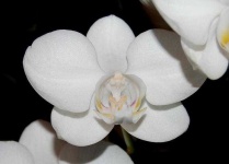 image of moon_orchid #33