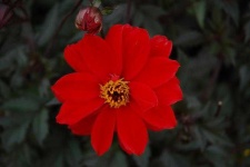image of flower