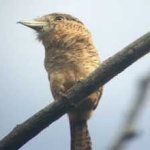 image of bird