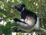 image of indri