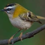 image of bird