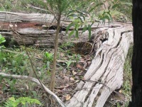 image of echidna