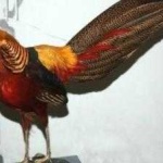 image of golden_pheasant #8