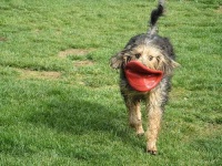 image of otterhound