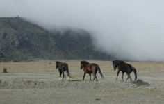 image of animal