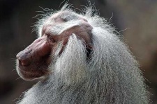image of baboon