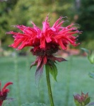 image of flower