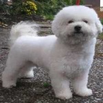 image of animal